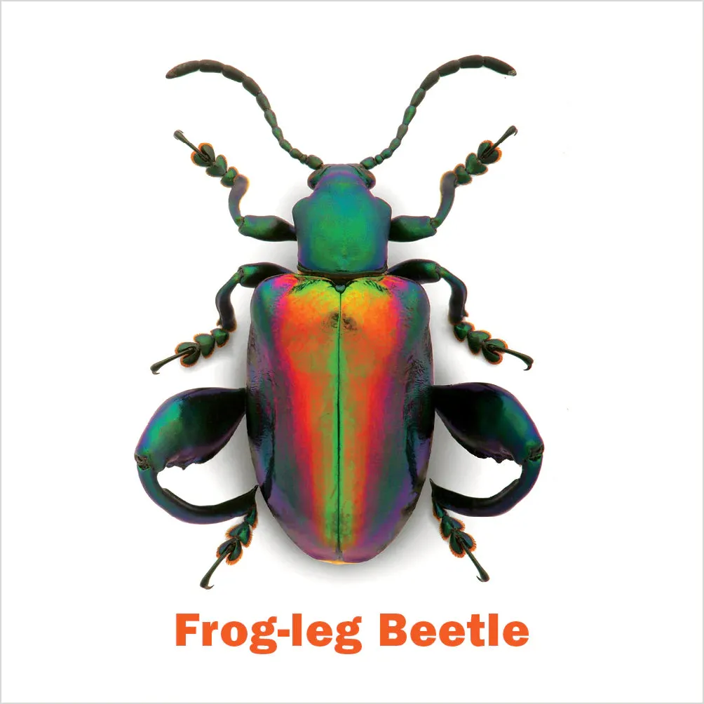 Christopher Marley's Incredible Insects Memory Game