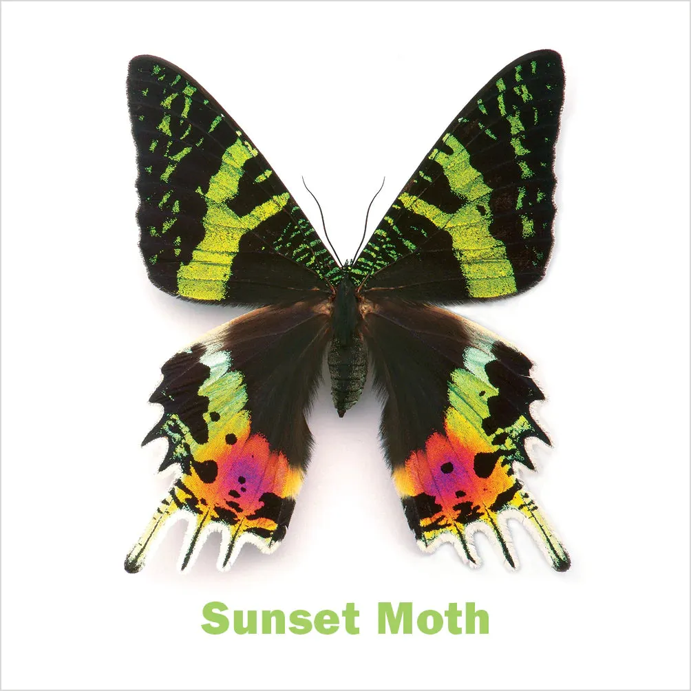 Christopher Marley's Incredible Insects Memory Game
