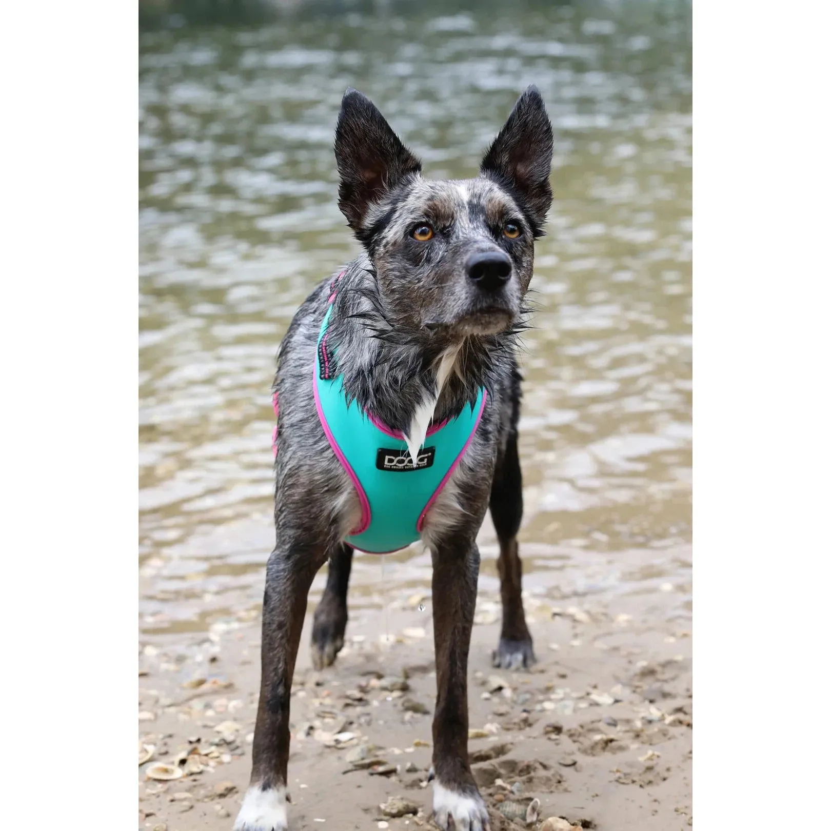 DOOG Neoflex Neoprene Rin Tin Tin Neon Teal and Pink Dog Harness Large