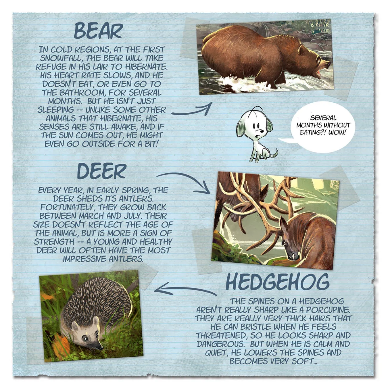LITTLE TAILS IN THE FOREST, by Brrémaud & Bertolucci